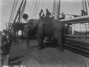 Indischer Elefant : Zwei Jungen auf einem Elefant an Bord des Schiffes „Herzog“