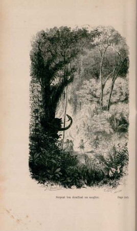 Serpent boa étouffant un sanglier