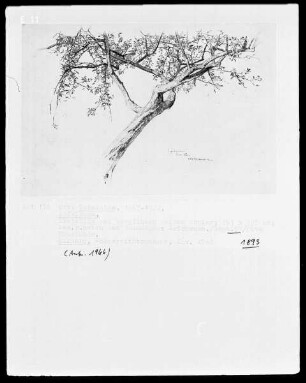 Apfelbaum