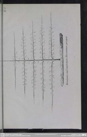 Tf. 5. Birnbaum auf einfachem Herzstamm gezogen