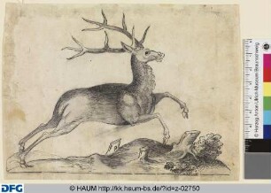 Hirsch, nach rechts springend