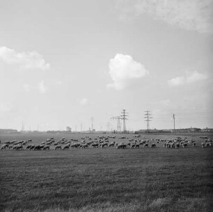 Bitterfeld-Wolfen. Strommasten und weidende Schafherde (Diplomarbeit)