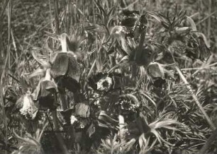 Wiesen-Kuhschelle (Pulsatilla pratensis), auch Wiesen-Küchenschelle und Schwarz-Küchenschelle. Wachtelberg südlich Wurzen