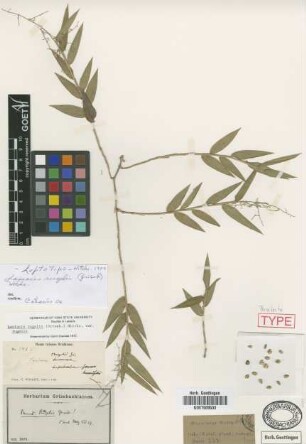 Panicum rugelii Griseb. [syntype]