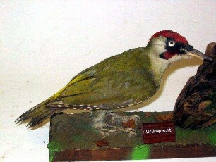 Grünspecht