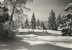 Osterzgebirge. Verschneite Bäume am Rand des Georgenfelder Hochmoores