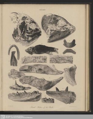 Tab. XXXIV. Fossil Fishes of the Chalk