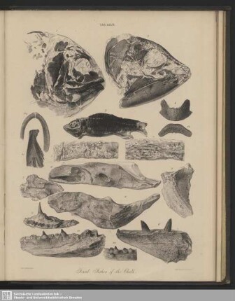 Tab. XXXIV. Fossil Fishes of the Chalk