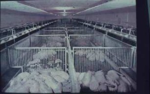 Fotografie: Mastschwein, Vollspaltenboden