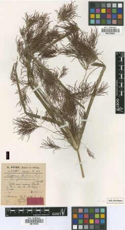 Cyperus distans L.f. var. pseudonutans Kük.[type]