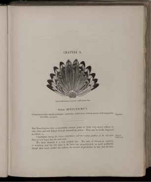 Chapter X. Genus Ædicnemus.