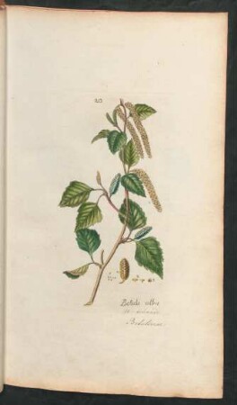 213. Betula alba