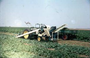 Fotografie: Gartenbautechnik-Freiland, Erntetechnik, Ernteverfahren, Einlegegurken