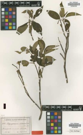 Calycogonium biflorum Cogn. [isotype]
