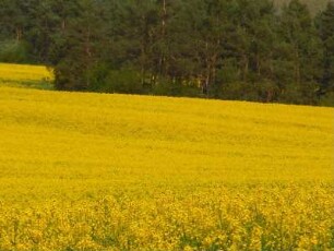 Rapsfeld im Vorharzgebiet : Blühendes Rapsfeld im Vorharzgebiet bei Quedlinburg, aufgenommen am 27. April 2012