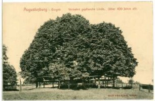 Schlosslinde : Augustusburg, Jagdschloss, Schlosslinde