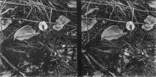 Drachenwurz : Drachenwurz (Calla palustris Linnaeus).