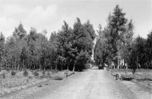 Plantage : Weg in einer Plantage