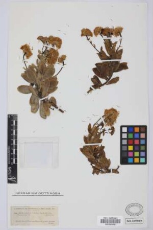 Vieraea laevigata (Willd.) Webb ex Sch.Bip.