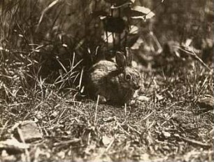 Wildkaninchen (Oryctolagus cuniculus L.)
