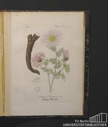 Chrysanthemeae. Anthemis Pyrethrum L. Aechter Bertram.