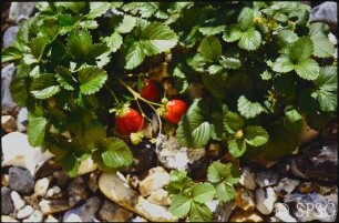 Erdbeeren, "Feuerstein".