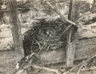Bachstelze (Motacilla alba L.), Nest und Gelege