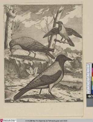 [Nebelkrähe und schwarze Krähe; Hooded Crow and Black Crow]