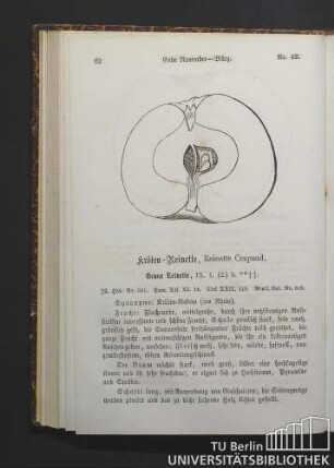Nr. 42. Kröten-Reinette, Reinette Crapaud.