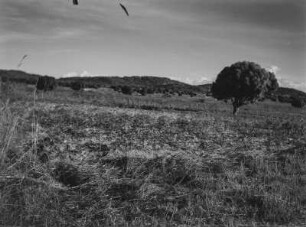Savanne : Vegetation einer Savannenlandschaft in Tansania