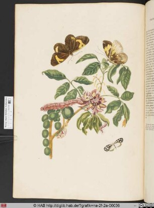 [Metamorphose eines Schmetterlings]