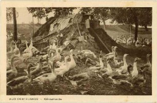 "Aus dem Elsass - Gänseherde"