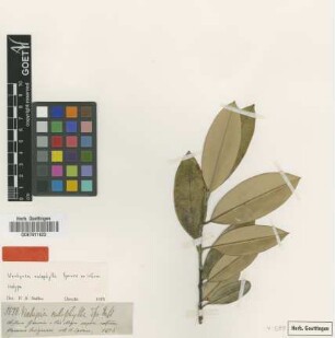 Vochysia calophylla Spruce ex Warm. [isotype]