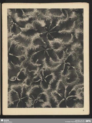 Clematis recta - Waldrebe - Samen (4mal vergrößert)