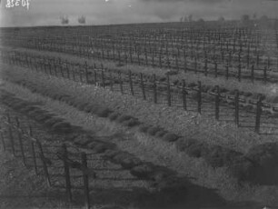 Deutsche Kriegsgräberstätte Neuville-St. Vaast : Deutsche Kriegsgräberstätte in Neuville-St. Vaast, Blick über den Friedhof von der Totenleuchte aus