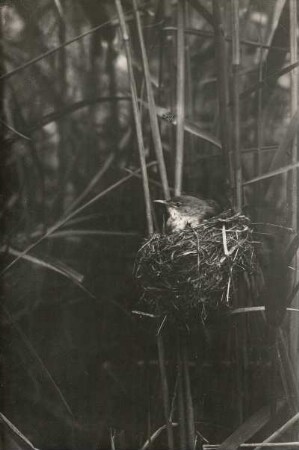 Teichrohrsänger (Acrocephalus scirpaceus HERM.) im Nest brütend