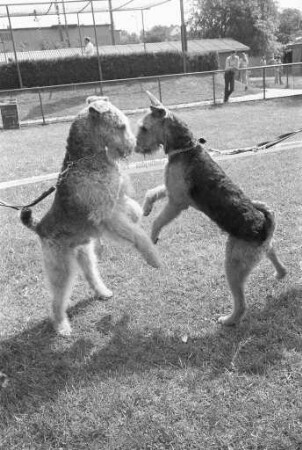 Sonderzuchtschau der Ortsgruppe Mittelbaden im Klub der Terriere e.V. auf dem Gelände des Polizeihundesportvereins in Knielingen