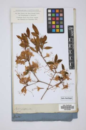 Azalea pensylvanica