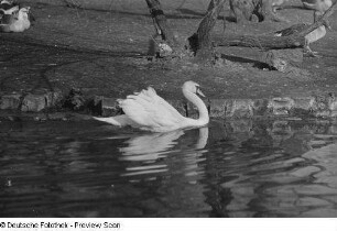 Schwan