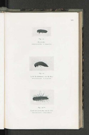 Fig. 22. Fig. 23. Fig. 23.