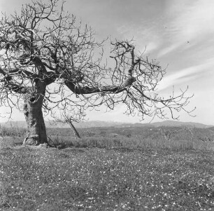 Sizilien, alter Baum ohne Laub