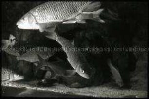 Fische im Aquarium