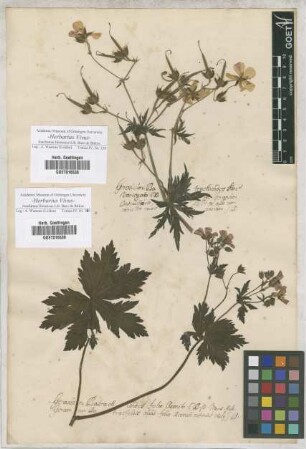 Geranium