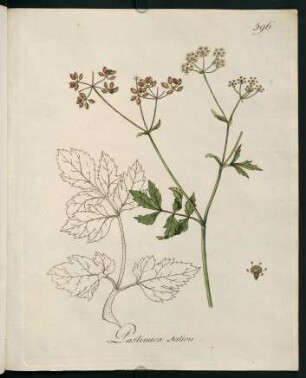 Pastinaca sativa