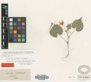 Abutilon leiospermum Griseb. [syntype]
