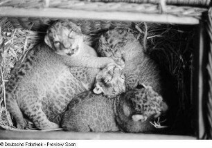 Leopardenbabys in einem Korb