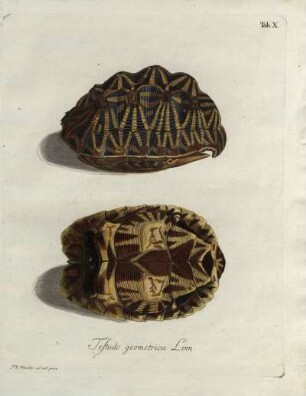 Tab. X. Testudo geometrica Linn.