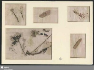 337: Getrocknete Pflanzen, Vogelfeder etc. - Mus.Schu.337 : vom Schloßberg bei Pillnitz, Uttewaldergrund, Tempelgrund?