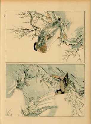 AJI [Deux oiseaux. Étude anonyme]