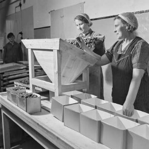 Konservenfabrik Vauka in Bramsche, Abfüllen von gefrosteten Pflaumen